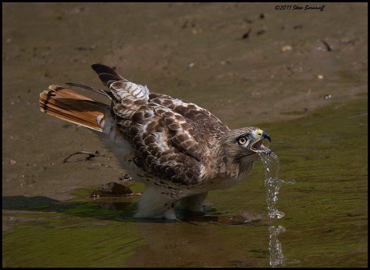 _1SB9849 red-tailed hawk drinking at Reedy Creek.jpg